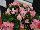 Sprint Plus™ Begonia, Green Leaf semperflorens F1 Pink 