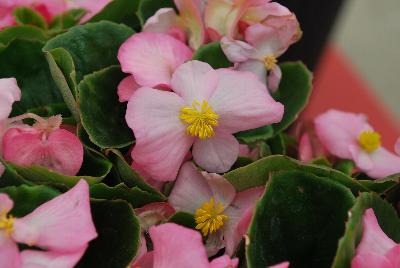 Begonia, Green Leaf Sprint Plus™ 'Pink'