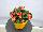 Ernst Benary of Amercia Inc. : Begonia, Green Leaf semperflorens F1 'Orange' 