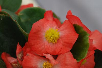 Begonia, Green Leaf Sprint Plus™ 'Orange'