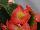 Sprint Plus™ Begonia, Green Leaf semperflorens F1 Orange 