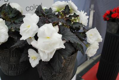 Ernst Benary of Amercia Inc. : Nonstop™ Mocca Begonia White Improved 