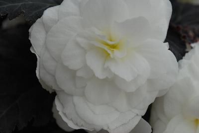 Begonia Nonstop™ Mocca 'White Improved'