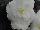 Ernst Benary of Amercia Inc. : Begonia tuberhybrida F1 'White Improved' 