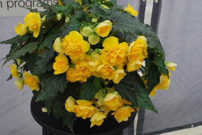 Ernst Benary of Amercia Inc. : Nonstop™ Joy Begonia Yellow 