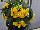 Ernst Benary of Amercia Inc. : Begonia tuberhybrida F1 'Yellow' 