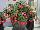 Ernst Benary of Amercia Inc. : Begonia x hybrida F1 'Pink' 