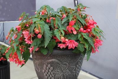 Begonia Funky™ 'Pink'