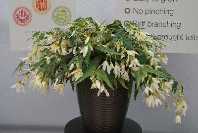 Begonia Sun Cities Collection 'Santa Barbara'