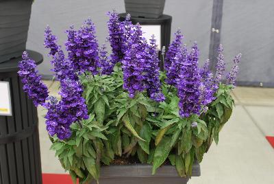 Farina® Salvia farinacea Blue 