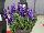 Ernst Benary of Amercia Inc. : Salvia farinacea 'Blue' 