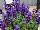 Ernst Benary of Amercia Inc. : Salvia farinacea 'Blue' 