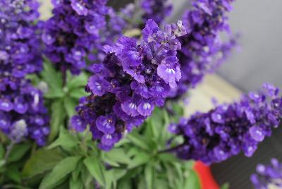 Farina® Salvia farinacea Blue 