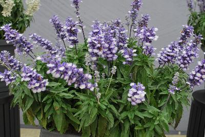 Farina® Salvia farinacea Arctic Blue 