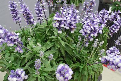 Farina® Salvia farinacea Arctic Blue 