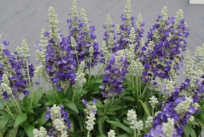 Farina® Salvia farinacea Bicolor Blue 