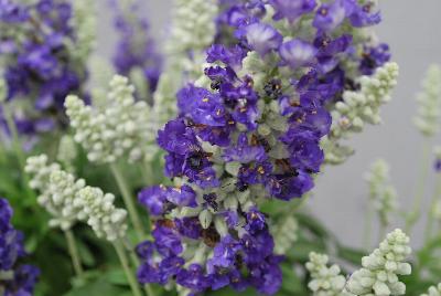 Farina® Salvia farinacea Bicolor Blue 