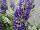 Ernst Benary of Amercia Inc. : Salvia farinacea 'Bicolor Blue' 