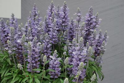 Farina® Salvia farinacea Silver Blue 