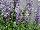 Ernst Benary of Amercia Inc. : Salvia farinacea 'Silver Blue' 