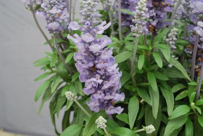 Farina® Salvia farinacea Silver Blue 