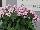 Ernst Benary of Amercia Inc. : Pentas  'Lavender' 