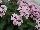 Ernst Benary of Amercia Inc. : Pentas  'Lavender' 