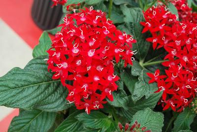 Pentas Graffiti® 'Red Velvet'