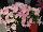 Ernst Benary of Amercia Inc. : Petunia trailing; x hybrida F1 'Pink Chiffon' 