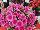 Ernst Benary of Amercia Inc. : Petunia trailing; x hybrida F1 'Pink Vein' 