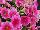 Ernst Benary of Amercia Inc. : Petunia trailing; x hybrida F1 'Pink Vein' 