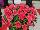 Ernst Benary of Amercia Inc. : Petunia trailing; x hybrida F1 'Coral' 