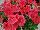 Ernst Benary of Amercia Inc. : Petunia trailing; x hybrida F1 'Coral' 