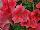 Ernst Benary of Amercia Inc. : Petunia trailing; x hybrida F1 'Coral' 