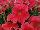 Ernst Benary of Amercia Inc. : Petunia trailing; x hybrida F1 'Coral' 