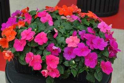 Impatiens Lollipop® 'Pomegranate, Orange & Raspberry'