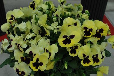 Pansy Inspire Plus™ 'Lemon Blotch'