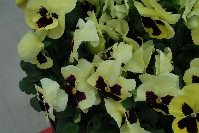 Inspire Plus™ Pansy Viola wittrockiana F1 Lemon Blotch 