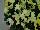 Ernst Benary of Amercia Inc. : Pansy Viola wittrockiana F1 'Lemon Blotch' 