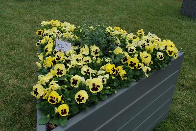 Pansy Inspire Plus™ 'Lemon Blotch'