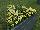 Ernst Benary of Amercia Inc. : Pansy Viola wittrockiana F1 'Lemon Blotch' 