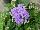 Ernst Benary of Amercia Inc. : Ageratum  'Blue-Hawaii-5.0' 