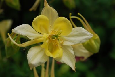 Spring Magic™ Aquilegia hybrida Yellow 
