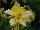 Ernst Benary of Amercia Inc. : Aquilegia hybrida 'Yellow' 