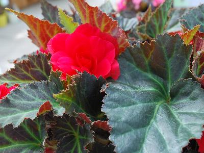 Begonia Nonstop 'Mocca-Cherry'