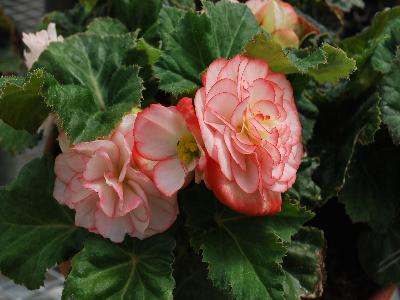 Ernst Benary of Amercia Inc. : Nonstop Begonia Rose-Petticoat 