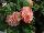 Ernst Benary of Amercia Inc. : Begonia  'Rose-Petticoat' 