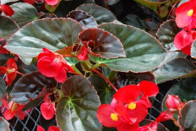 Begonia Big® 'Red with Bronze Leaf'