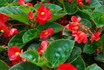 Big® Begonia x benariensis Red with Green Leaf 