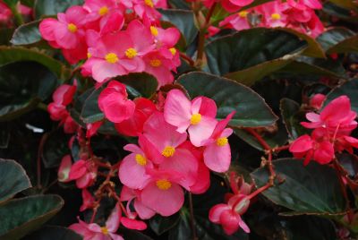 Big® Begonia x benariensis Rose with Bronze Leaf 